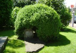 Baum der Deportation